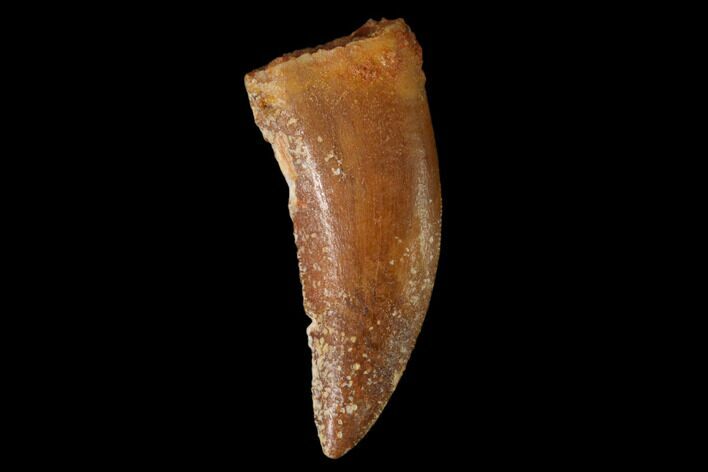 Raptor Tooth - Real Dinosaur Tooth #157920